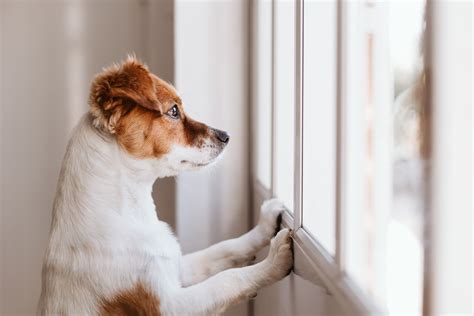 Do dogs get lonely without another dog?
